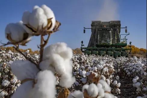 大量外贸厂商收到&ldquo;棉花禁用&rdquo;通知！亚马逊疑下架中国棉制品！